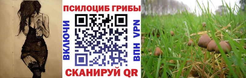наркота  Скопин  Галлюциногенные грибы Psilocybe 